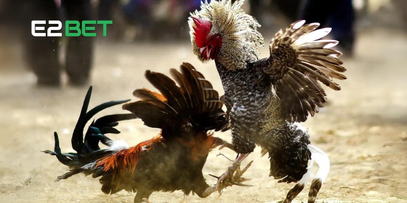 Gà Đá Trực Tiếp E2BET: Địa Điểm Xem Đá Gà Hàng Đầu 2025 4 Các hình thức gà đá trực tiếp phổ biến tại E2BET hiện nay