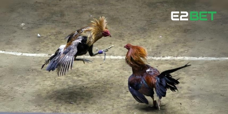 Kèo Wala Là Gì? Giới Thiệu Chiến Thuật Thắng Cùng E2BET 2 Kèo Wala mang đến cơ hội cá cược hấp dẫn và dễ dàng thắng lớn