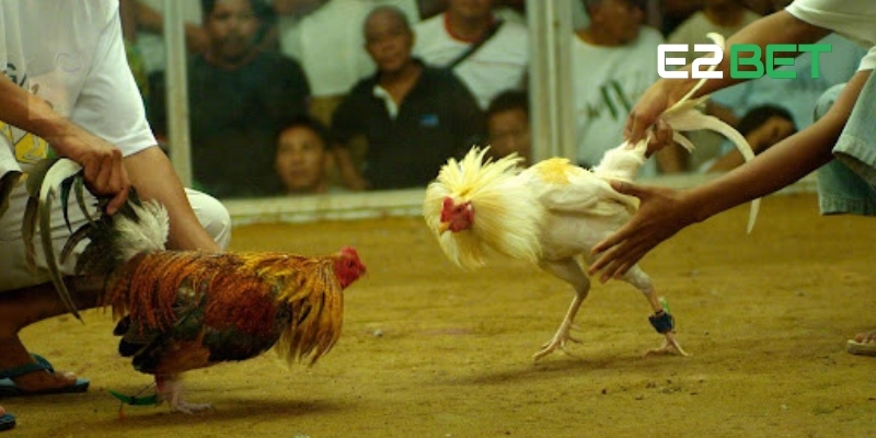 Kèo Wala Là Gì? Giới Thiệu Chiến Thuật Thắng Cùng E2BET 4 Kèo Wala là gì? Dựa vào yếu tố trận đấu để nhận diện kèo hiệu quả